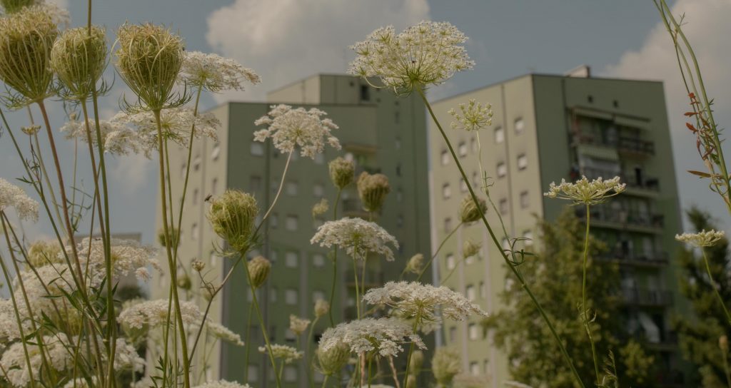 fiore 2 con sfondo urbano